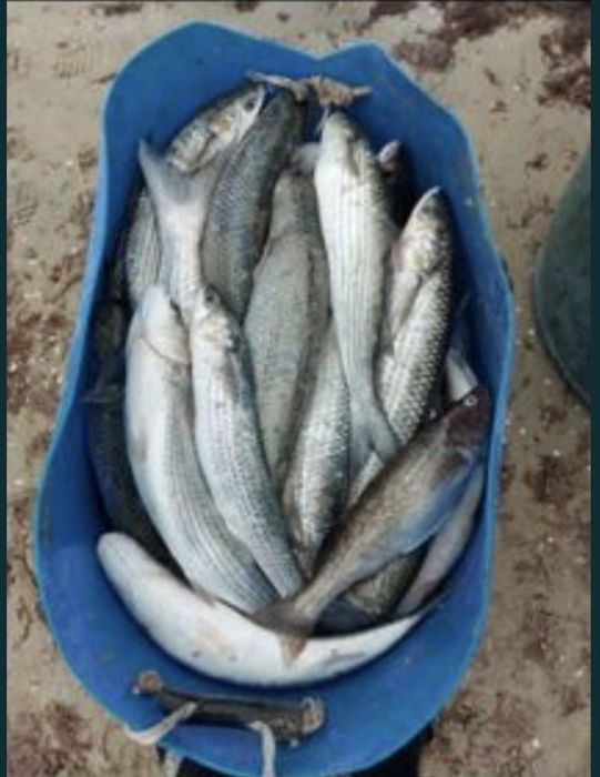 Рыба кефаль продается