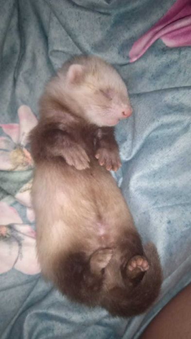 Продам хорьков малышей