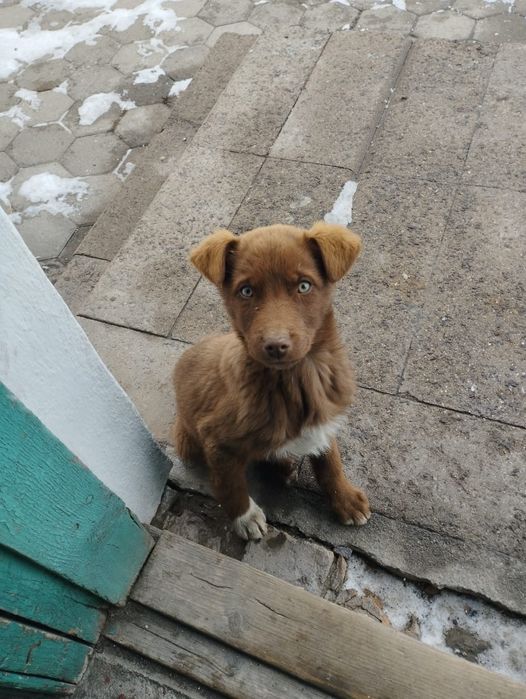 Пристраеваются щенки 4 месяца (мальчики девочки)