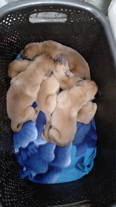 Dog de bordeaux / Дог от бордо / Френски мастиф