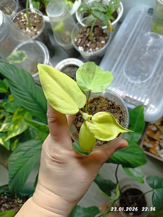 Продам комнатные растения