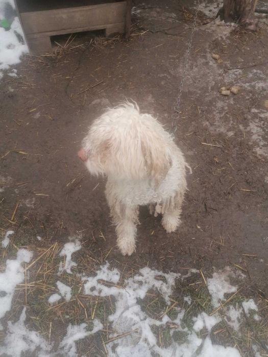 Продава се лагото романьоло