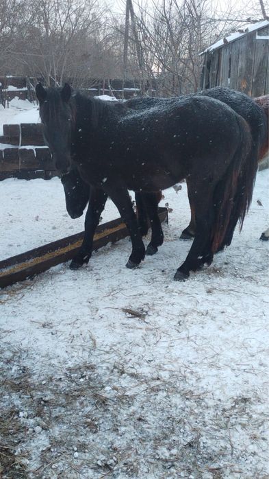 Продам согым кобылы