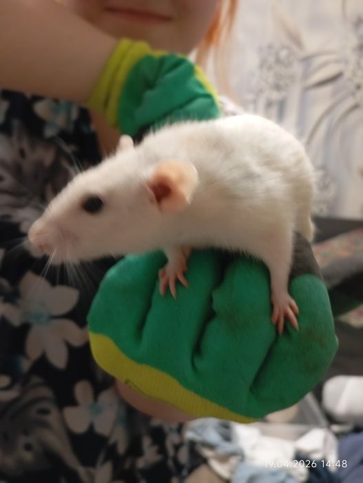 Крысы домашние деворативные