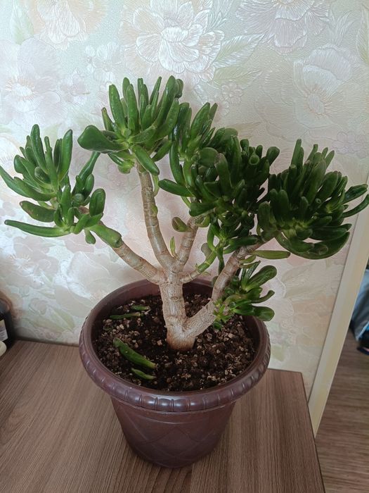 Взрослая крассула