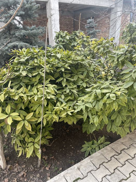 Аукуба. Золотое дерево. Aukuba. Tillo daraxti