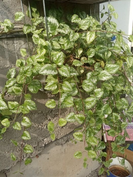 Девичий виноград Вичи