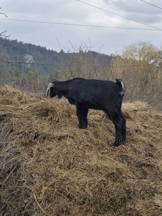 Vand ied anglo nubian