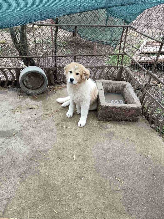 Мъжко и женско - кучета на пет месеца