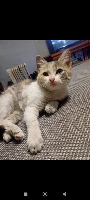 Кошка  бесплатно