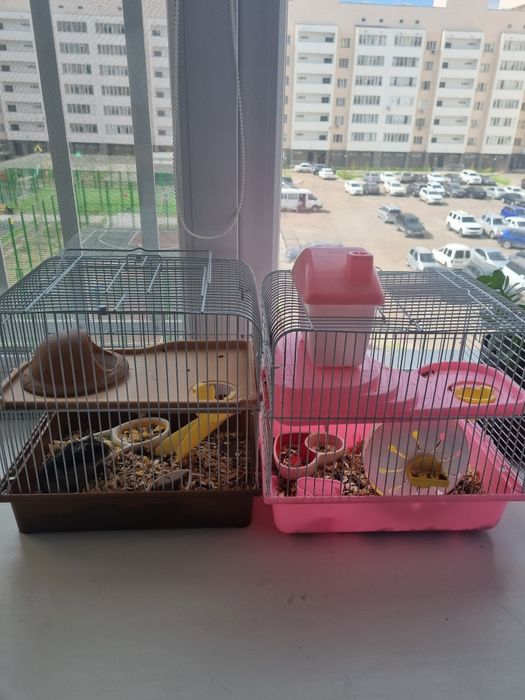 Отдам хомичкчков