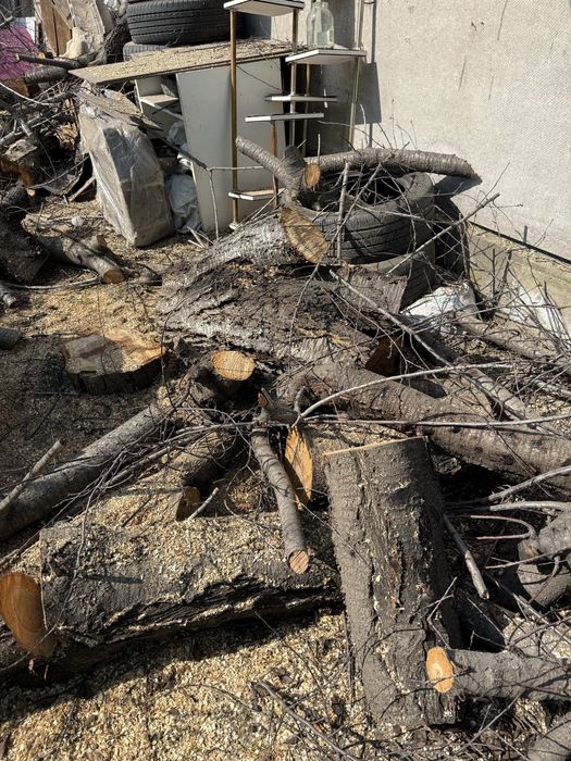 Бревно дерви ветки