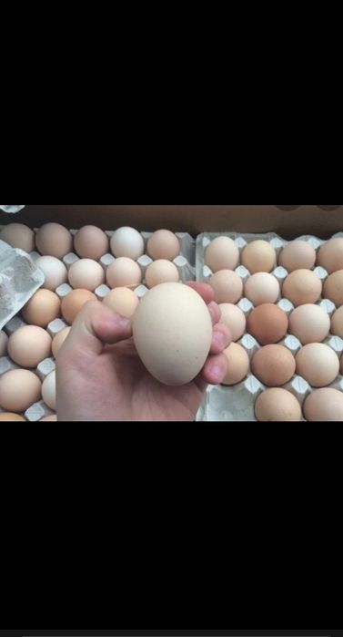 Инкубационный яйца бройлера