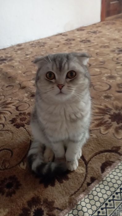 Продаются котик 2 годик Срочно.