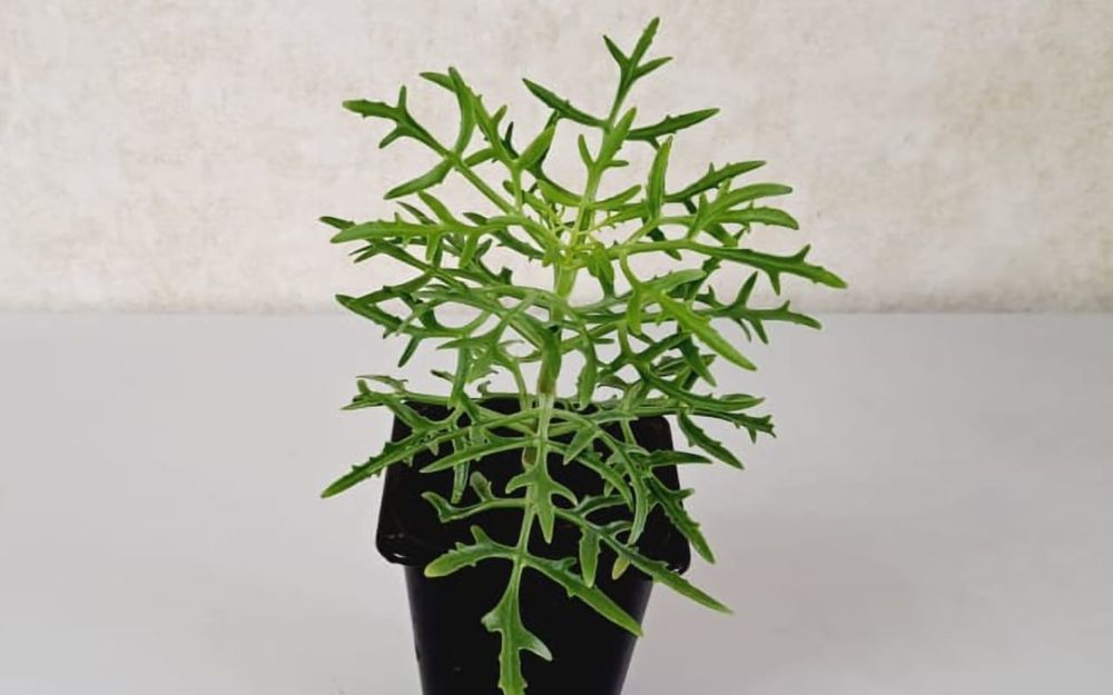 Цветы Цветы Цветы