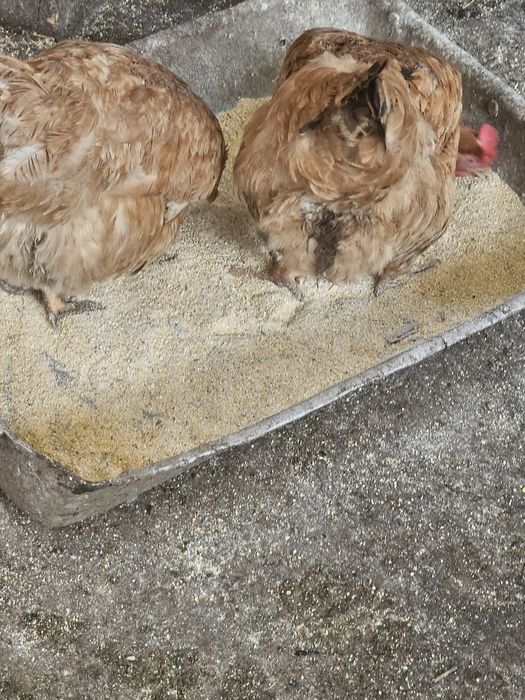 Ouă de țară, de găină, de rață ,de curca,de gâscă