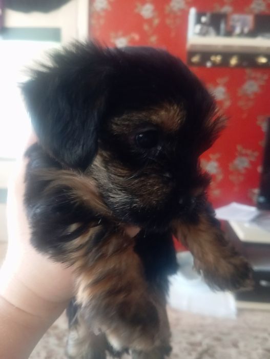 Готовы к продаже Йорки два мальча.