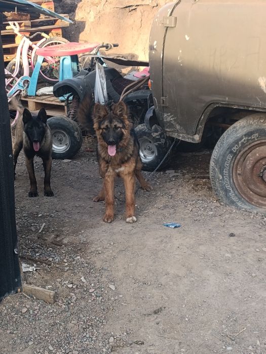 Немецкая авчарка продам