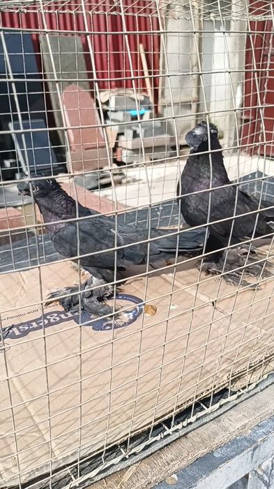 Голуби черные по парам