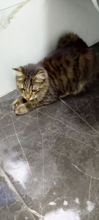 Кот Мальчик Барсик