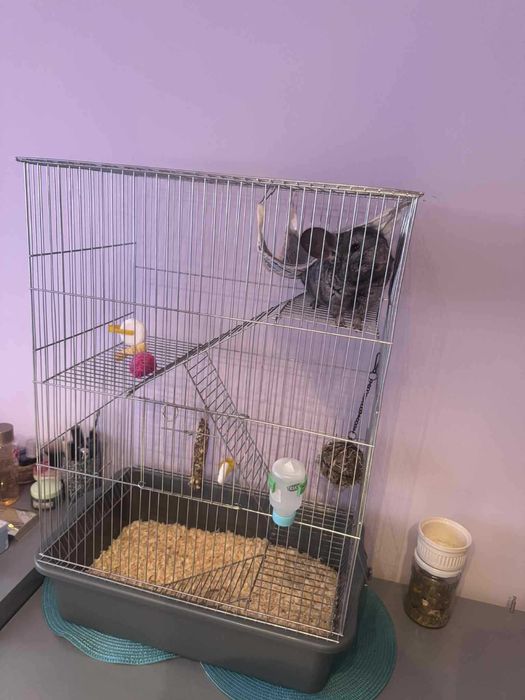 Продавам Чинчила на 9 месеца