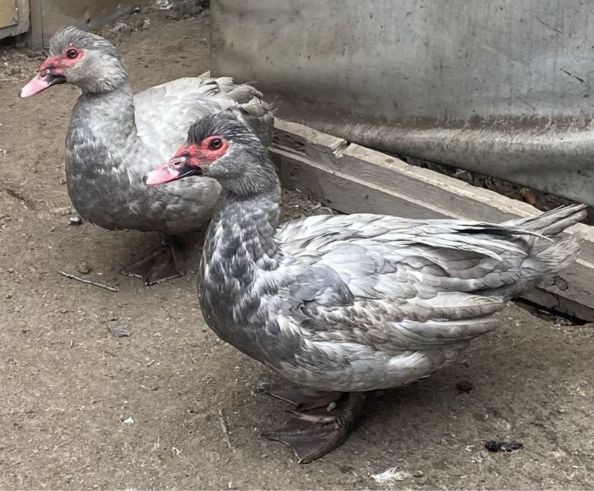 Селезни индоутки лаванда