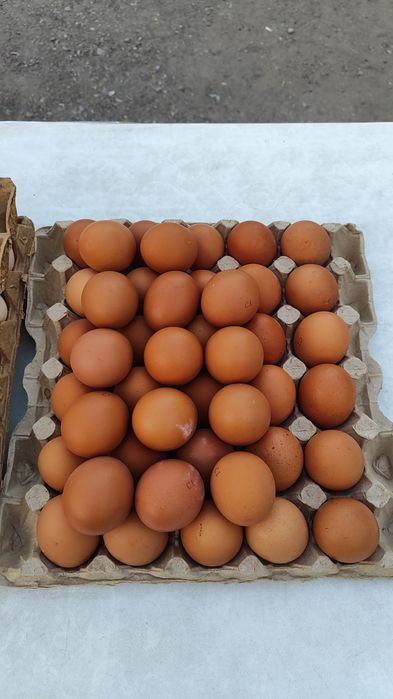 Яйца отборные, жұмыртқа отбор