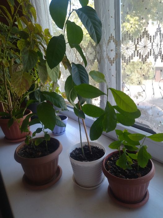 Лимон отличное растение