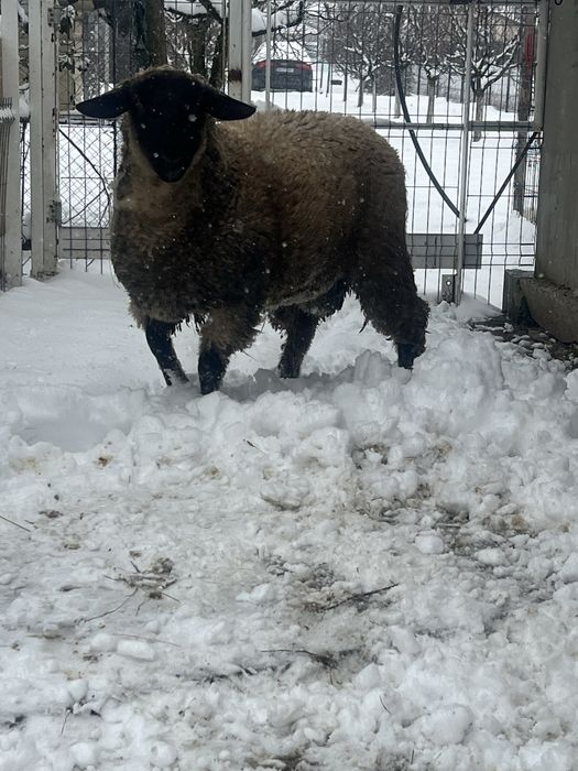 Disponibil berbecuț Suffolk