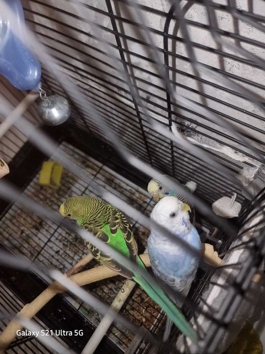 Волнистые попугаи