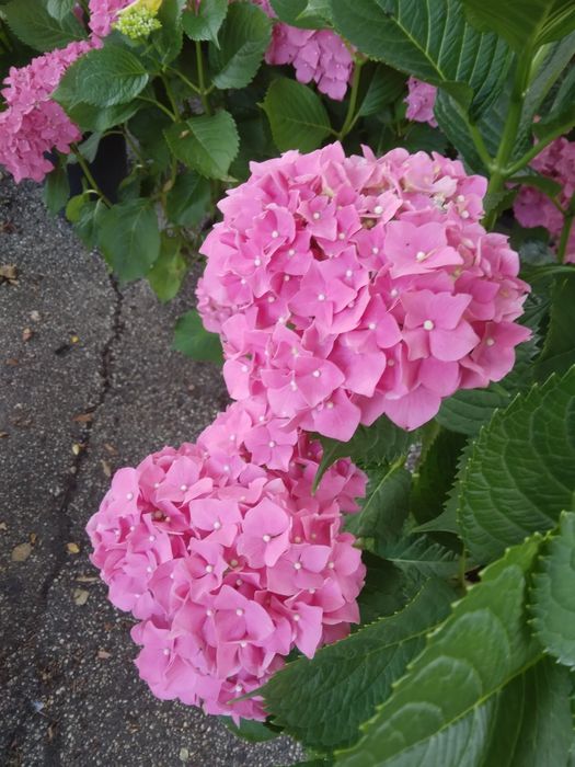 Hortensie Tufa De Gradina
