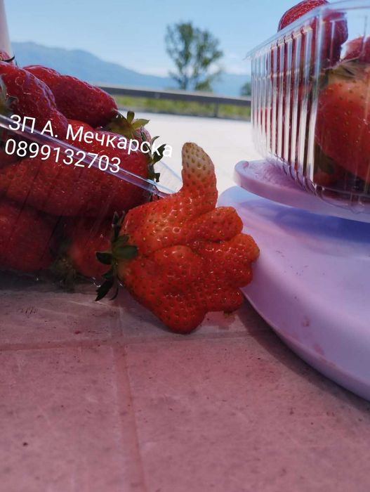 Продавам разсад ягоди сорт Алба