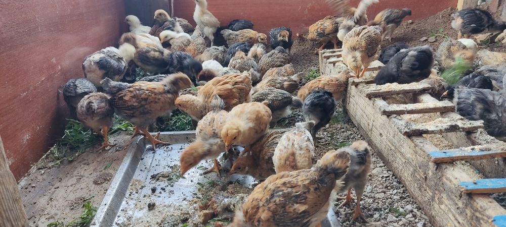 Продам цыплят домашних