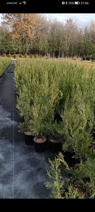 Лейланди 70 см цена 10 лв брой