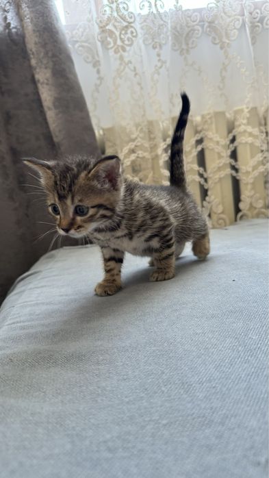 Отдам котят в добрые  руки! В дар!