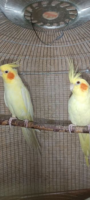 Продаётся попугай две штуки очень послушный и весёлый
