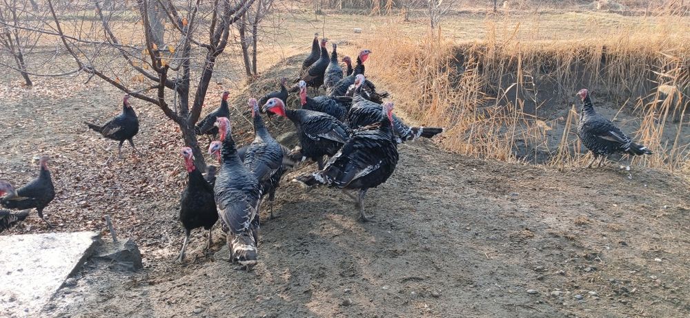 Курка сотилади манзил жондор