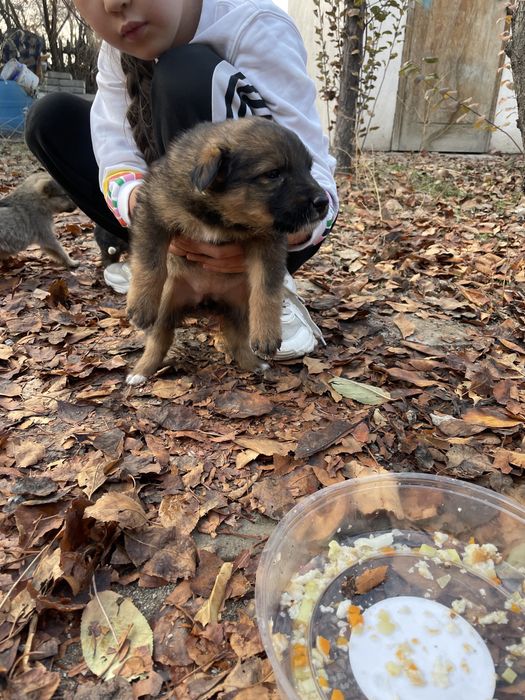 Отдам щенков в добрые руки