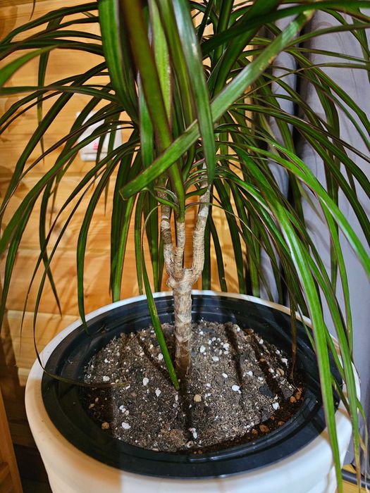 Комнатные цветы недорого