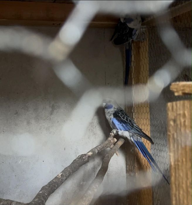 Пенантови розели