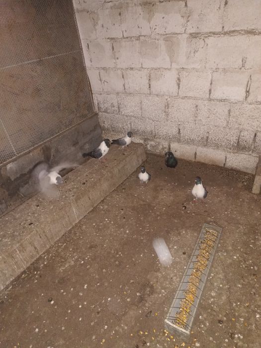 Porumbeii de vânzare