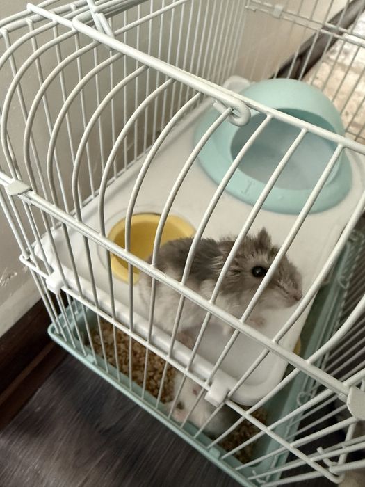 Джунгарские хомяки