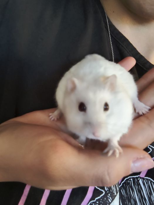 Vând hamster alb pufos și foarte blând.