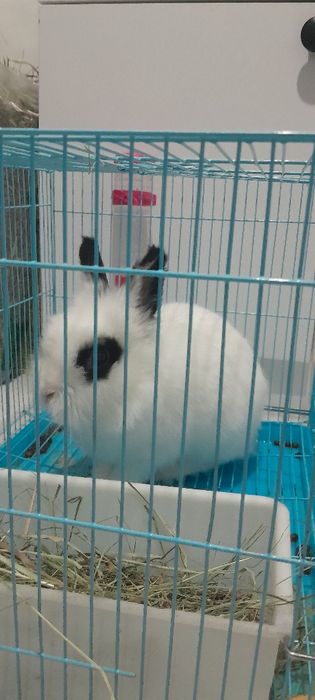 Декоративная кролика продам