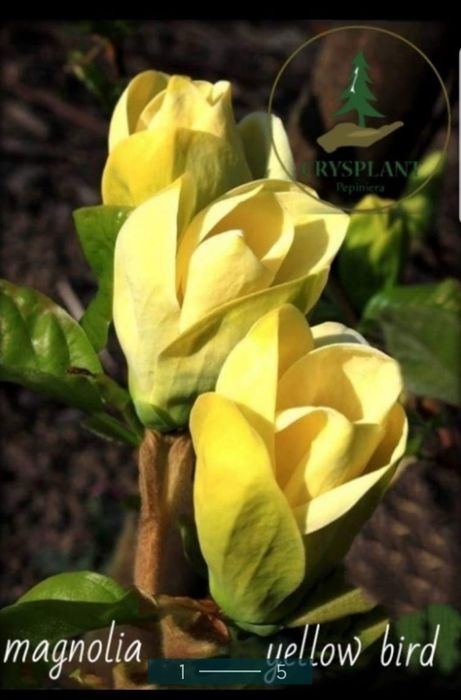 Magnolia Galbena si Albastra