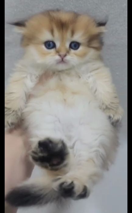 Хайленд страйт золотая шиншила мальчик 
Мальчик скоттиш страйт.
Окр