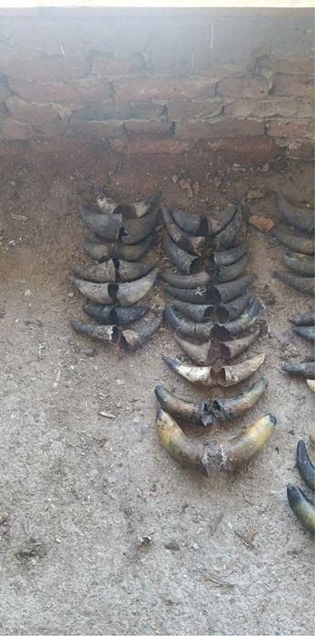 Рог от лопатар конски опашки кравешки опашки