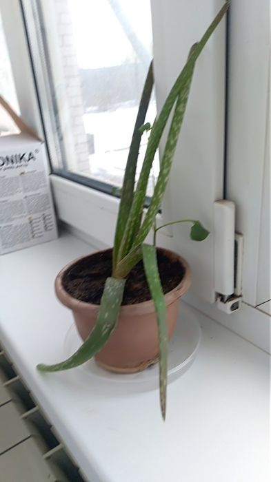 Комнатные цветы Алоэ