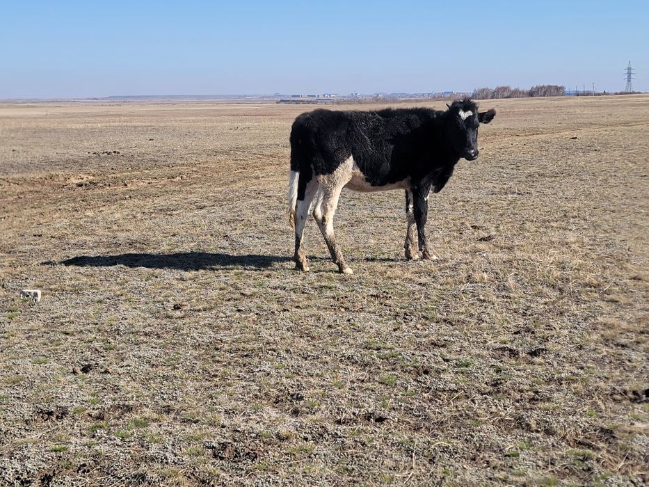 Продам срочно тёлок