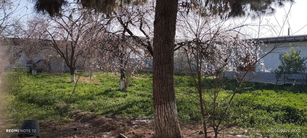 Bu uy Qashqadaryo viloyati Koson tuman paxtazor mahallasida joylashgan